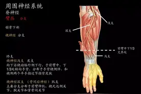 「健康」北京协和医院这套神操火了，4个动作让大脑反应更快图片