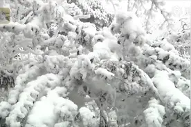 多地飘雪！梵净山迎今冬第一场雪似仙境 你那里下雪了吗视频封面