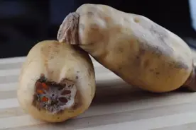 爱吃莲藕的注意了！这种“白莲藕”千万别买图片