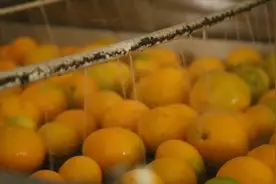 江西赣州：脐橙甜，生活美视频封面
