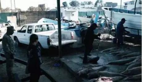 鱼鳔价格和图片大全 2026年鱼鳔的图片和作用