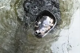 124秒｜趵突泉两只斑海豹被送走体检 暂时不与外界接触