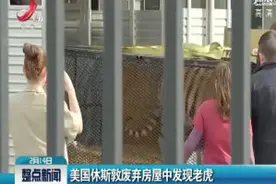 美国休斯敦废弃房屋中发现老虎视频封面