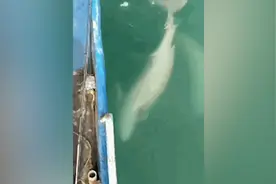 54秒丨长岛海域再现野生白江豚，在海面嬉戏画面被渔民拍下视频封面