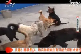 河南卫辉：注意！舔舐伤口 和宠物接吻也有可能会得狂犬病！
