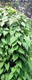 春砂仁和花胶 2026年春砂仁和花胶哪个好