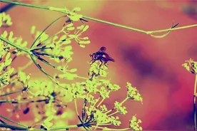 微信最温馨早安带字图片问候语录，暖心早晨好问候祝福短信图片