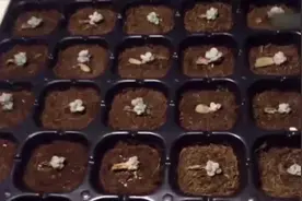 叶插的多肉宝宝长大了，后续怎么办？养肉大神一般这样处理视频封面