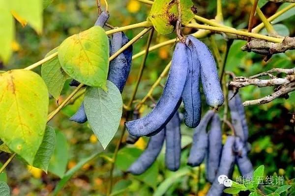 「荐读」世界10大坑人黑暗水果，最后一种你可能还吃过…
