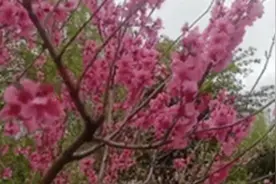 别人家的学校！高校放假6天 让学生赏花谈恋爱视频封面