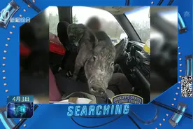 和猪做伙伴?男子开车腿上还趴着两头猪！涉嫌危险操作被警察拦下