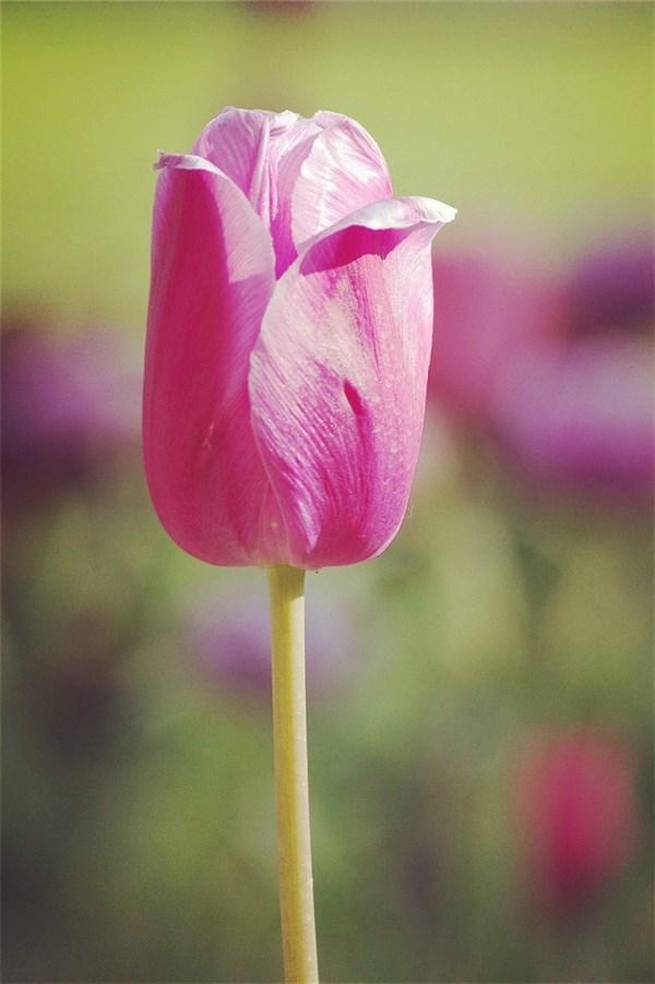 经典爱情语录短句（30句最经典的爱情语录）