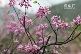 十里野生紫荆从“烧饭柴”变成“富民花 ”