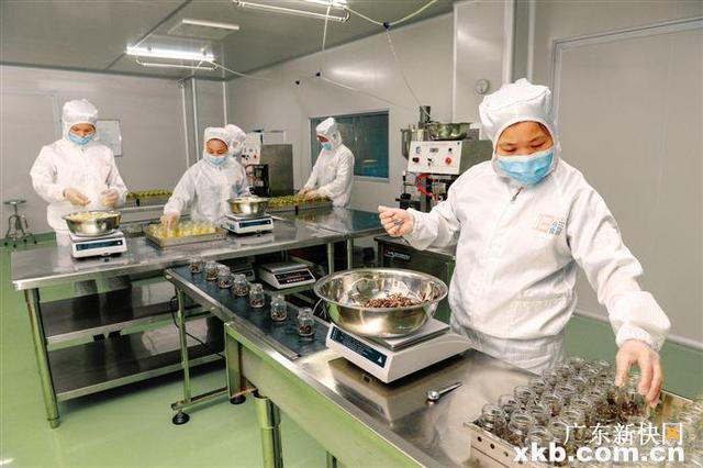 即食花胶的功效 2026年即食花胶的功效与作用及食用方法