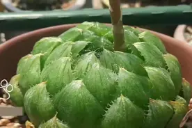 樱水晶玉露的养护，开花授粉必备技能，学会就赚到了