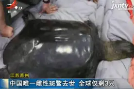 江苏苏州：中国唯一雌性斑鳖去世 全球仅剩3只视频封面