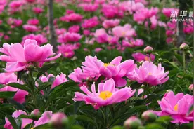 追美春光丨相约孟津千亩芍药花海视频封面