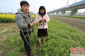 残疾夫妻种艾草“逆袭”成为创业榜样图片
