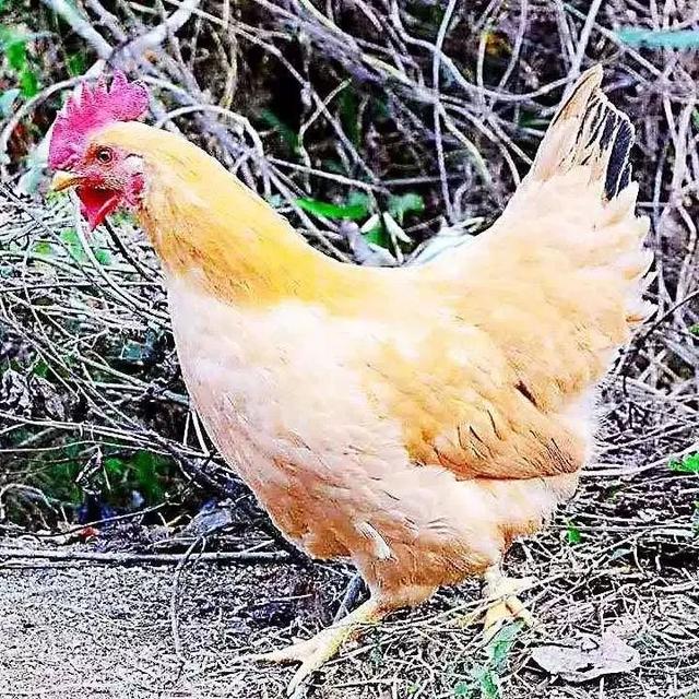 花胶鸡汤补什么好 2026年花胶鸡汤有什么作用 花胶鸡汤补什么好 2026年花胶鸡汤有什么作用