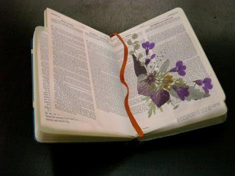 押花 滴胶 2026年花 滴胶