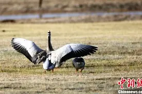 青海省荒漠化及沙漠化土地双缩减图片