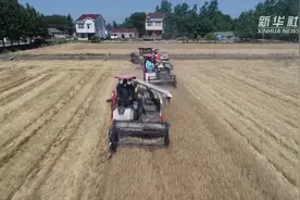 麦收开镰 丰收在望视频封面