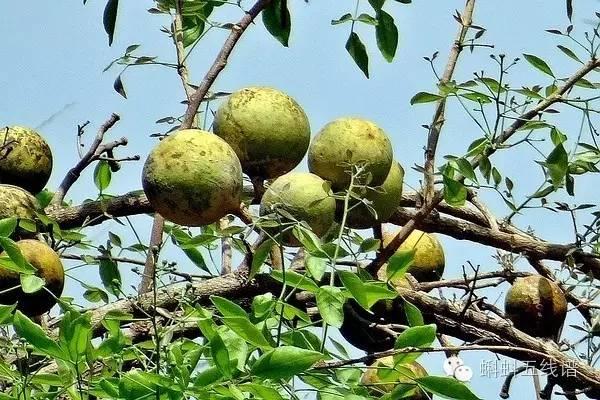 「荐读」世界10大坑人黑暗水果，最后一种你可能还吃过…