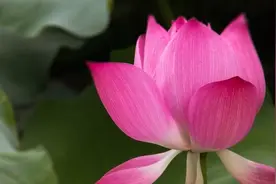 芳草地 | 紫荷遐思图片