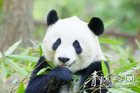 市民最关心熊猫生病怎么办图片