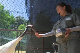 沈阳美景“鹤放飞”  珍稀鹤类保护行动30年