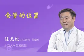食管的位置