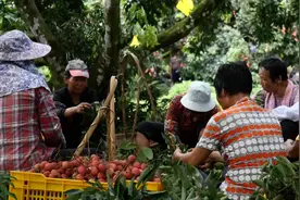 广西灵山：荔枝飘香引客来视频封面