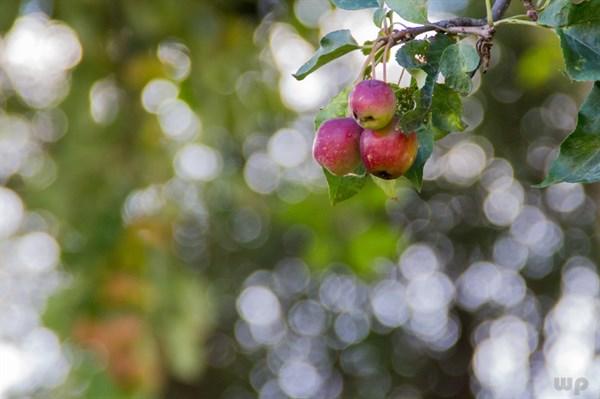 鱼皮胶原蛋白的功效与作用 2026年鱼皮胶原蛋白的功效与作用是什么