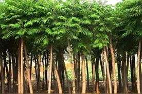 写在一株樗树下｜止庵图片