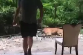 金毛咬死爱犬，主人将其打死被刑拘视频封面