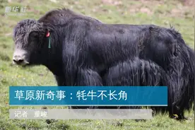 草原新奇事：牦牛不长角视频封面