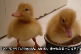 黄色的小鸭子长大后，为什么就变成白色的羽毛？看完涨知识