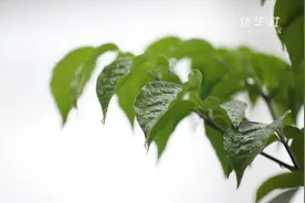 小暑后继续凉爽 重庆入夏再次“失败”