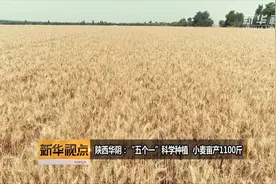 陕西华阴：“五个一”科学种植  小麦亩产1100斤