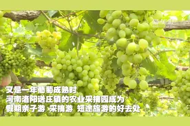 河南洛阳：葡萄挂枝头 采摘正当时视频封面