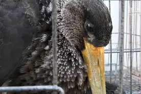 珍稀保护动物黑鹳幼鸟受伤 多方接力救助