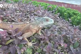 民居前绿鬣蜥出没！万能的消防员抓住它又当临时“保姆”视频封面