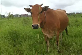 胡姓(1)｜“胡”字释义：成年的牛下巴下垂的肉