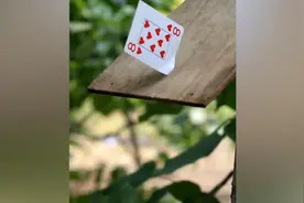 纸牌扎穿木板！11岁男孩练就飞牌神技
