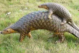 保护等级拟升至“国家一级”
穿山甲能否穿越“极危困境”