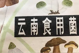 《二毛的老菜谱》第11期丨世界食用菌超过半数在云南，松茸竹荪遍地