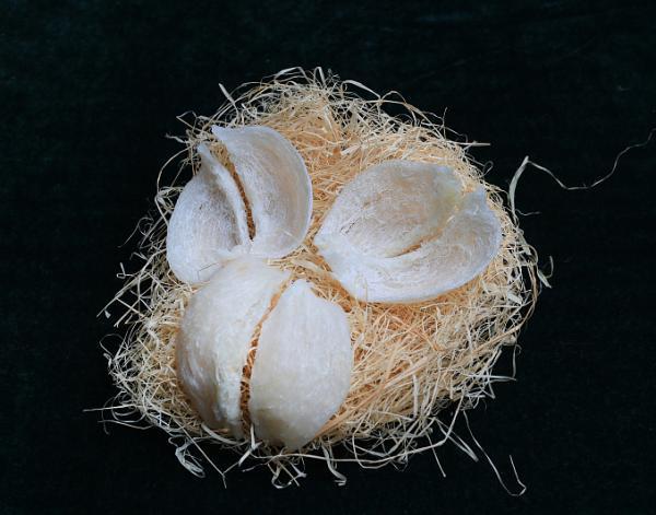 花胶 燕窝 雪蛤 2026年花胶和雪燕哪个好