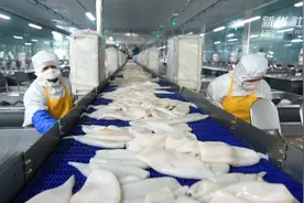 山东荣成：小鱿鱼串联起大产业视频封面