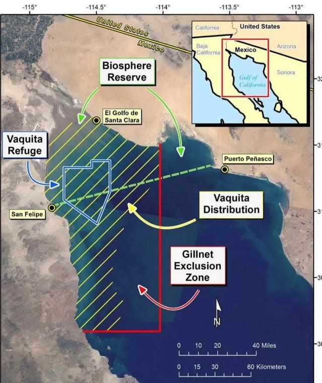 鱼翅可以和花胶一起做吗 2025年鱼翅可以和花胶一起做吗视频