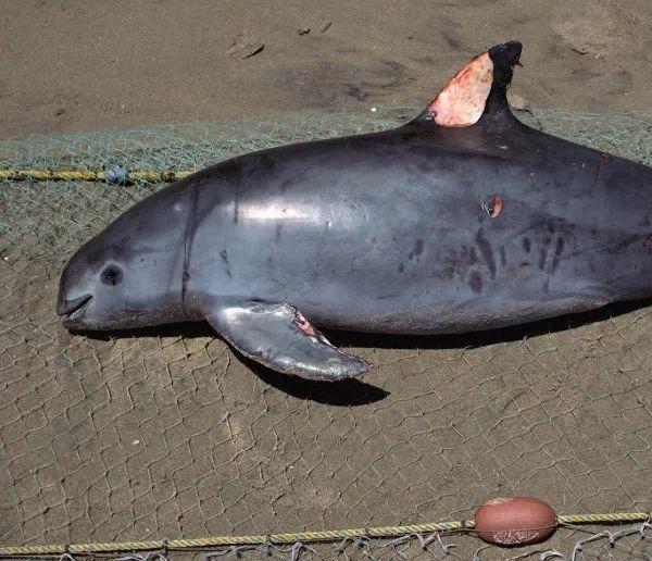 像花胶一样 2026年像花胶一样的海鲜是什么